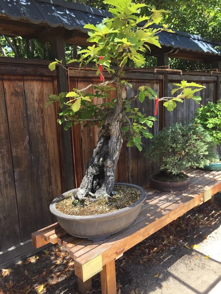 Burlingame Daimyo Oak 2017